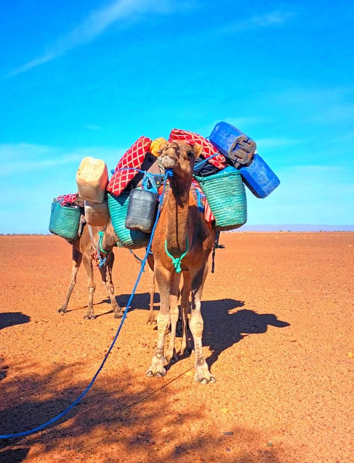desert chameau